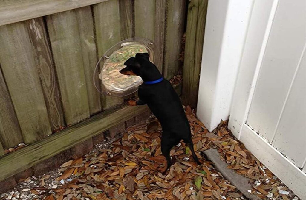 Dog Fence Peek Window